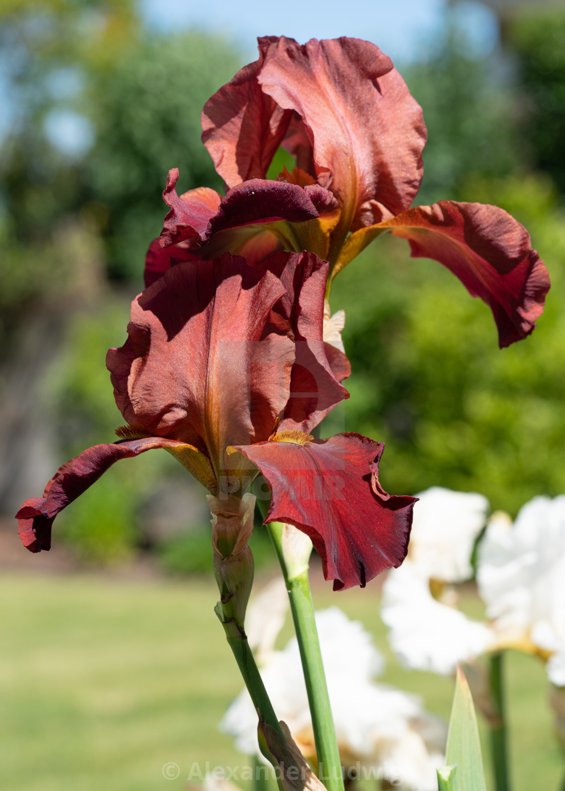 "German iris, Iris barbata" stock image