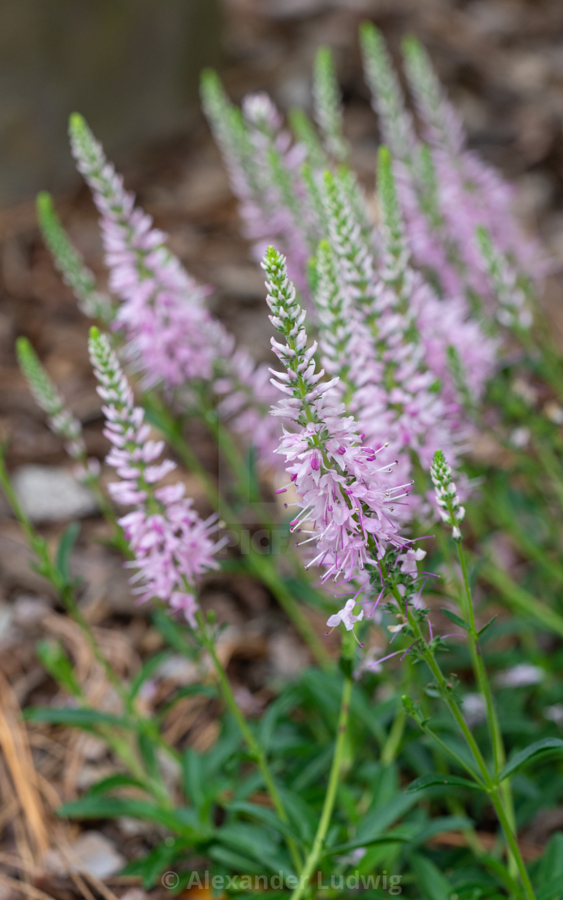 "Speedwell, Veronica spicata" stock image