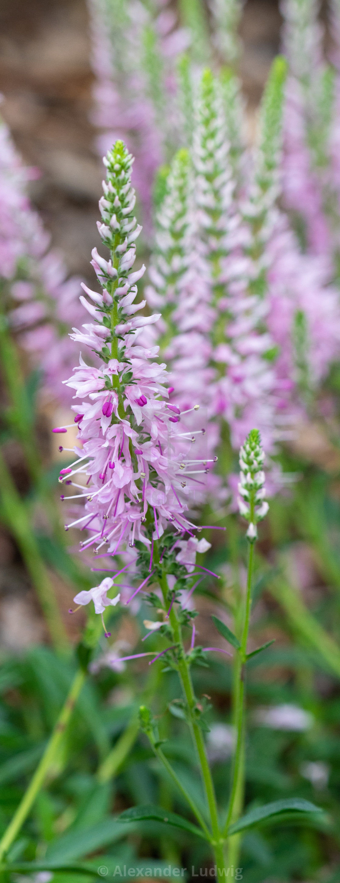 "Speedwell, Veronica spicata" stock image