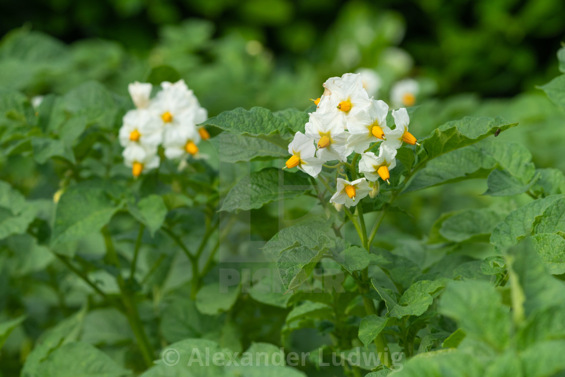 "Potato, Solanum tuberosum" stock image