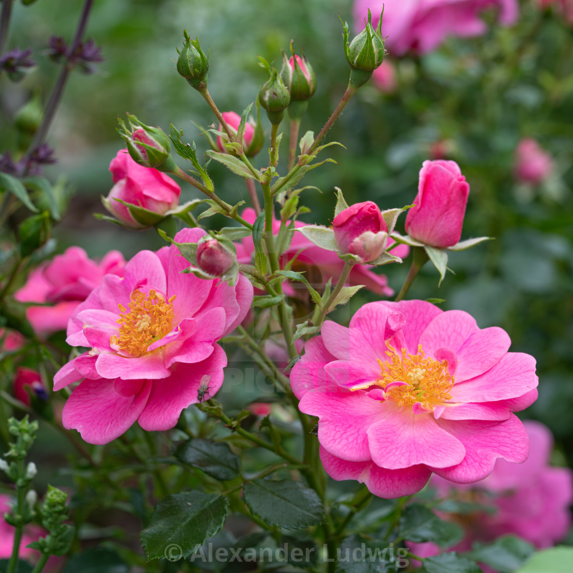 "Dwarf rose, Rosa patio" stock image