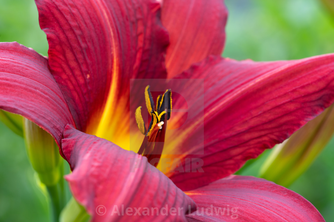 "Day lily, Hemerocallis" stock image