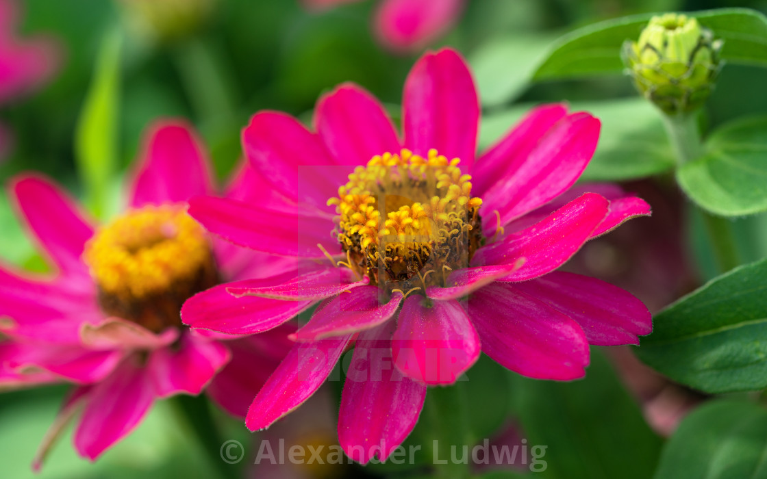 "Garden Zinnia, Zinnia hybrida" stock image