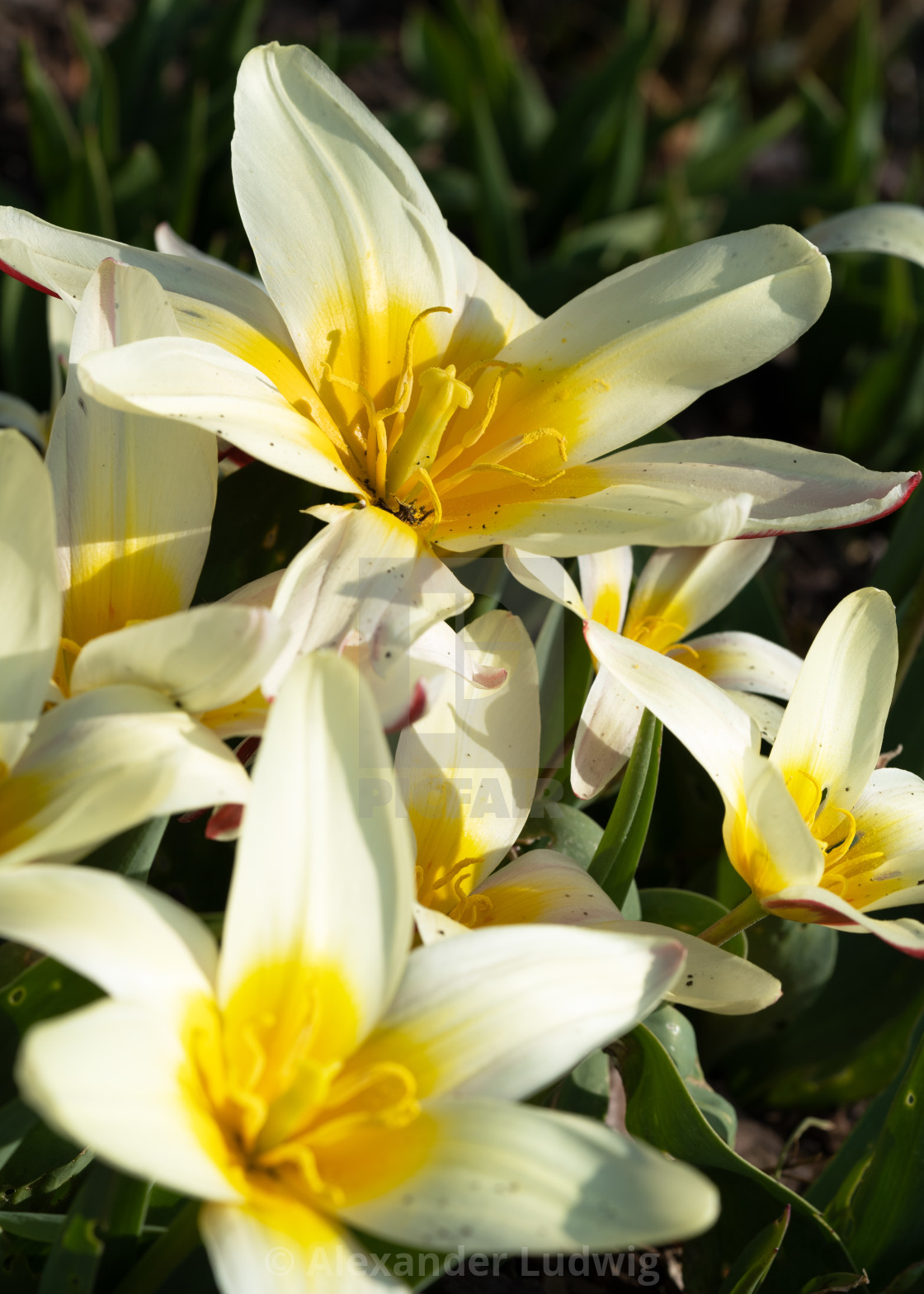 "Tulip, Tulipa" stock image