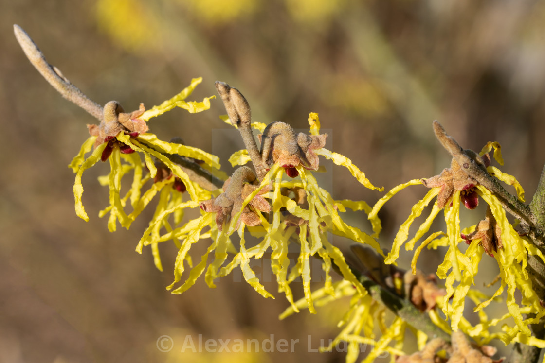 "Witch Hazel Hybride, Hamamelis intermedia" stock image