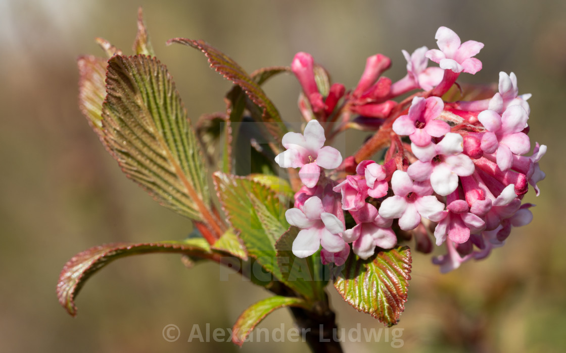 "Viburnum, Viburnum farreri" stock image