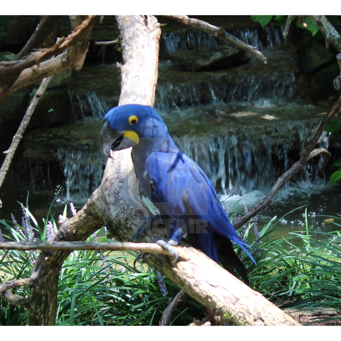 Blue Parrot License Download Or Print For 20 00 Photos Picfair These talkative parakeets make playful pets. picfair