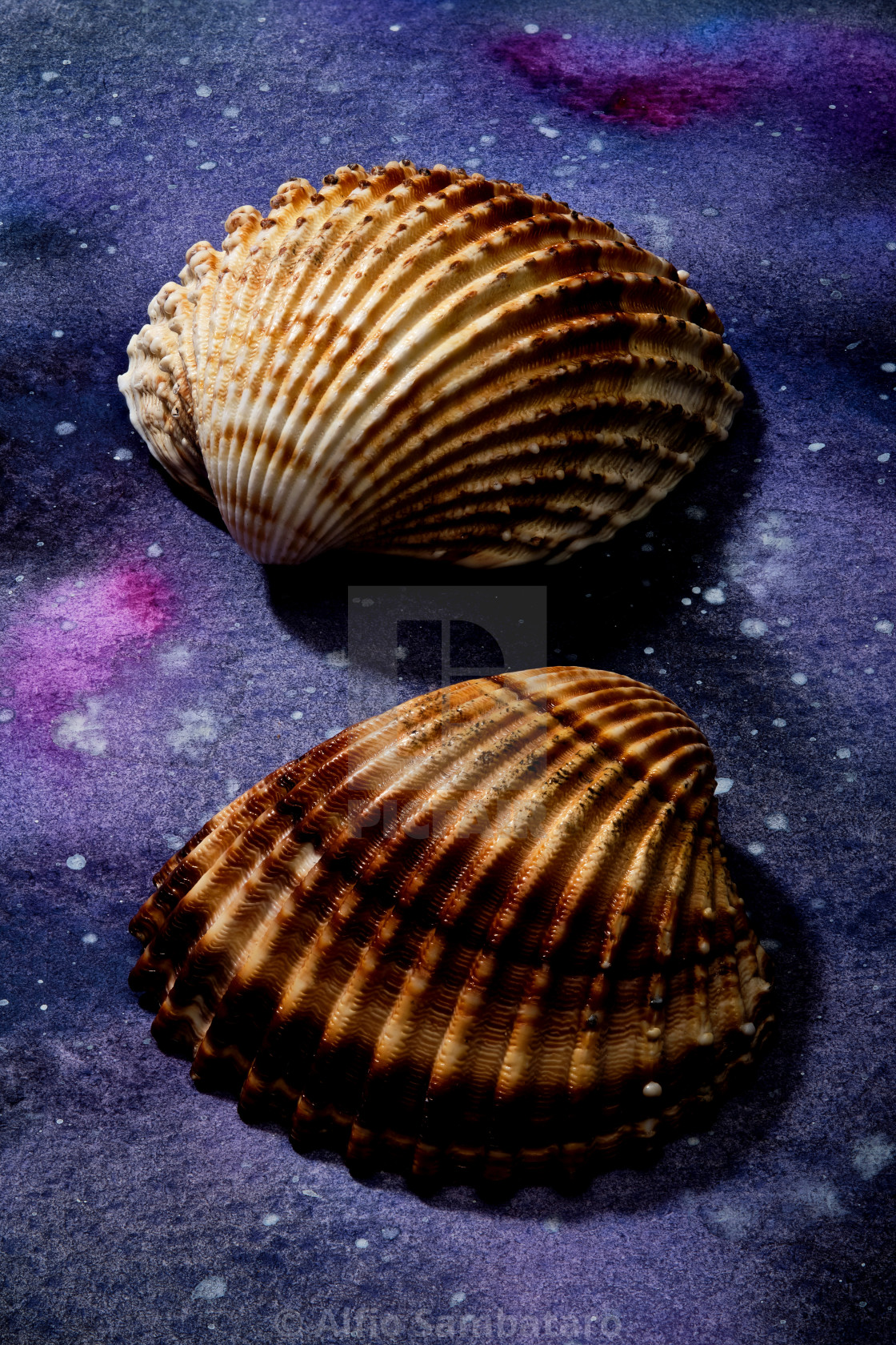 Seashells Set Up On Abstract Painted Paper License Download Or