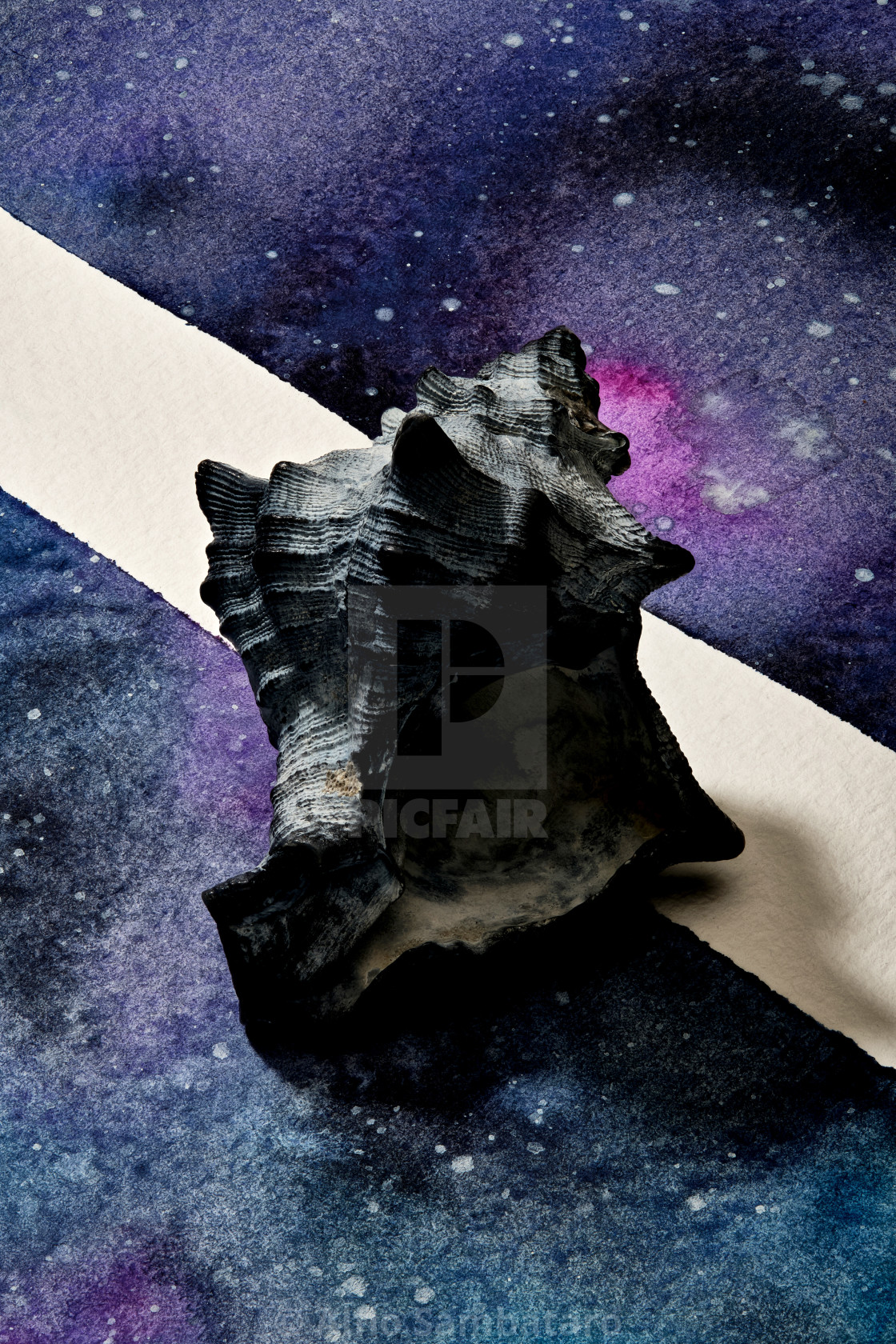 Seashells Set Up On Abstract Painted Paper License Download Or