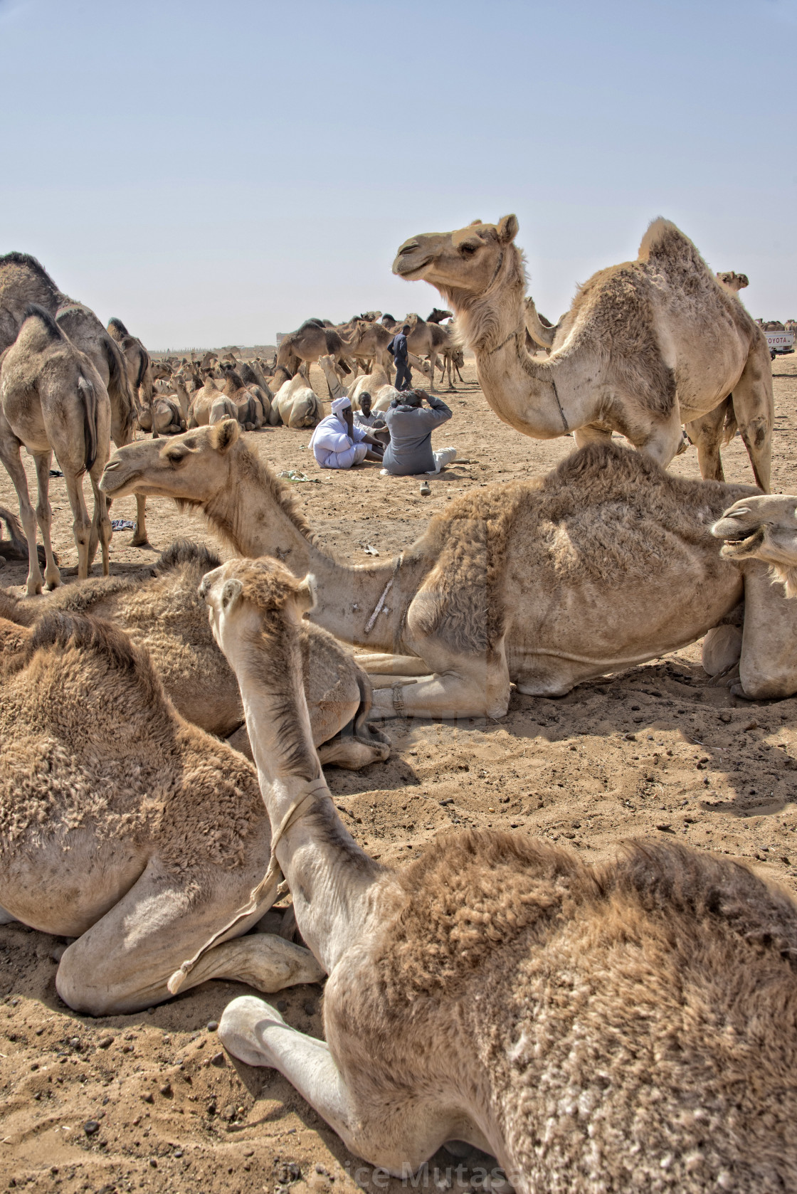 "Omdurman camel market, Sudan" by Alice Mutasa - $50.22 "Omdurman camel market, Sudan" stock image