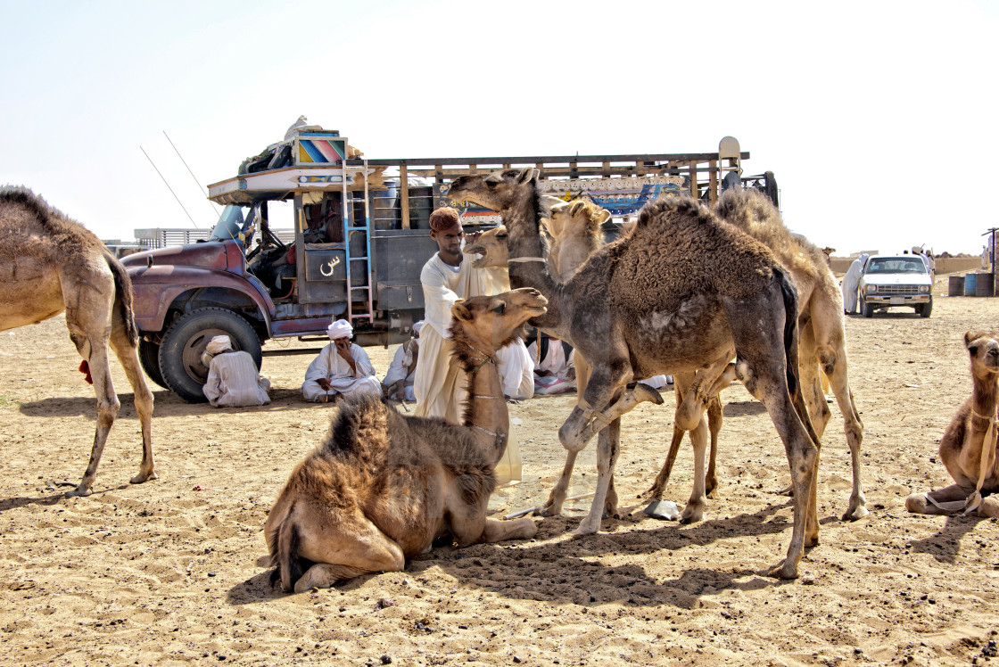 "Omdurman camel market, Sudan" by Alice Mutasa - $50.80 "Omdurman camel market, Sudan" stock image