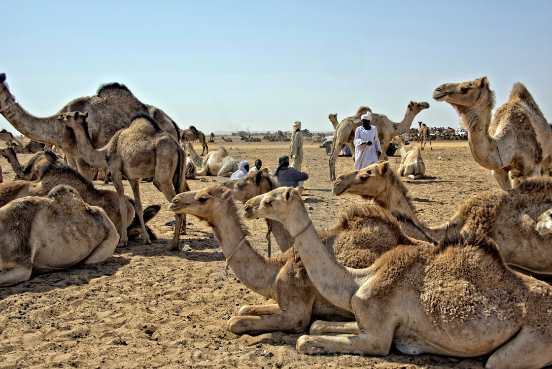 "Omdurman camel market, Sudan" by Alice Mutasa - $50.80 "Omdurman camel market, Sudan" stock image