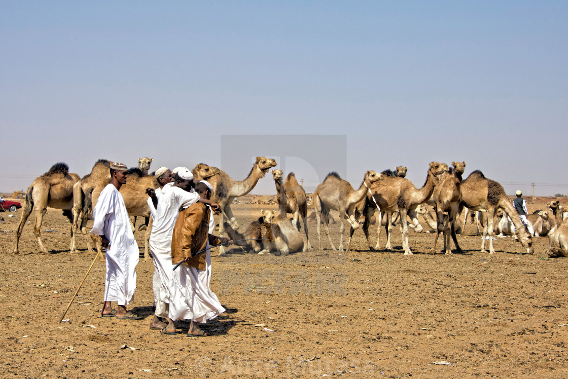 "Omdurman camel market, Sudan" by Alice Mutasa - $50.22 "Omdurman camel market, Sudan" stock image