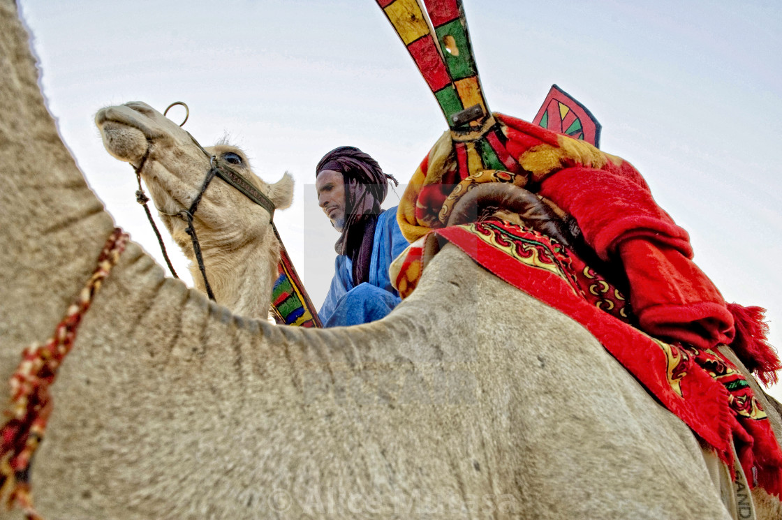 "Touareg man and camels; near Timbuktu, Mali" by Alice Mutasa - $50.80 "Touareg man and camels; near Timbuktu, Mali" stock image