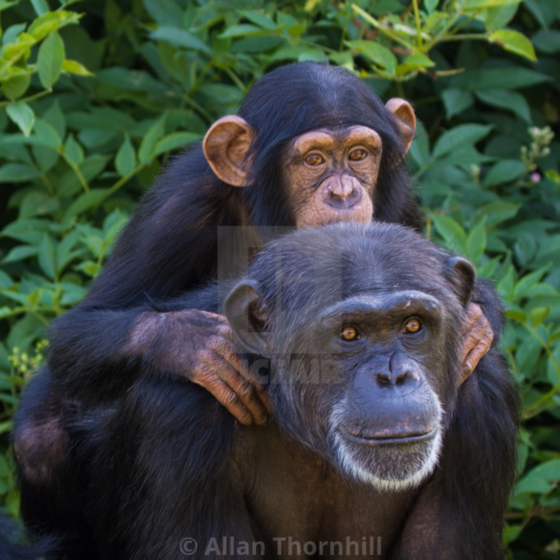 "Chester Chimpanzees" stock image