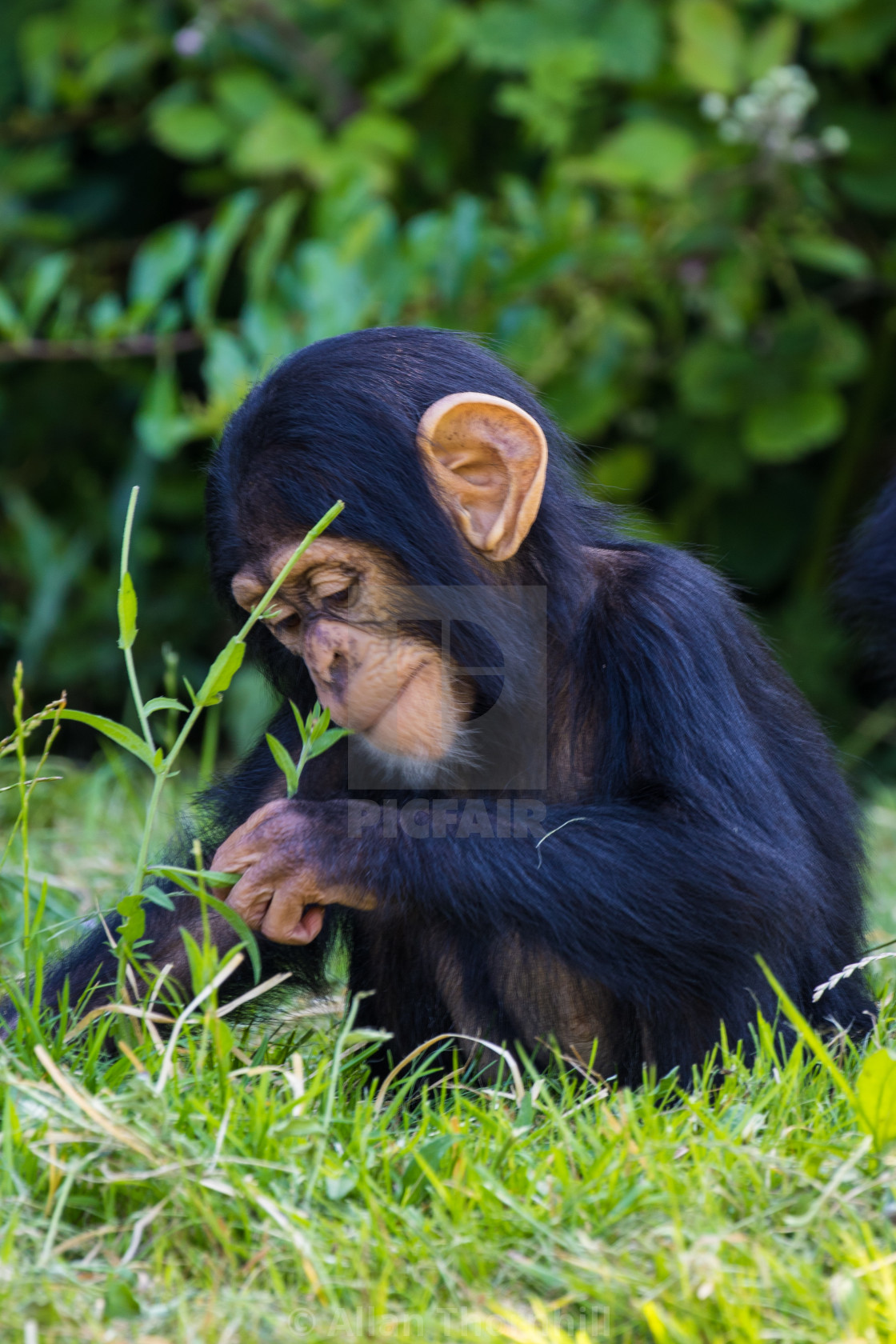 "Baby Chimpanzee" stock image