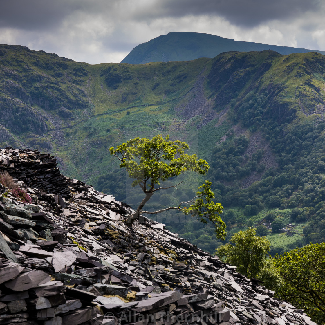 "The Dinorwig Quarry Tree" stock image