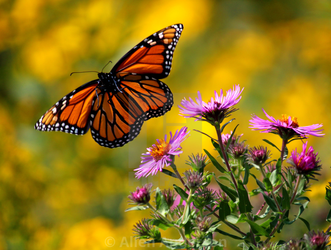 "Butterfly in flight" stock image