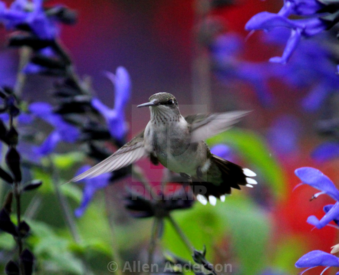 "Hummingbird" stock image