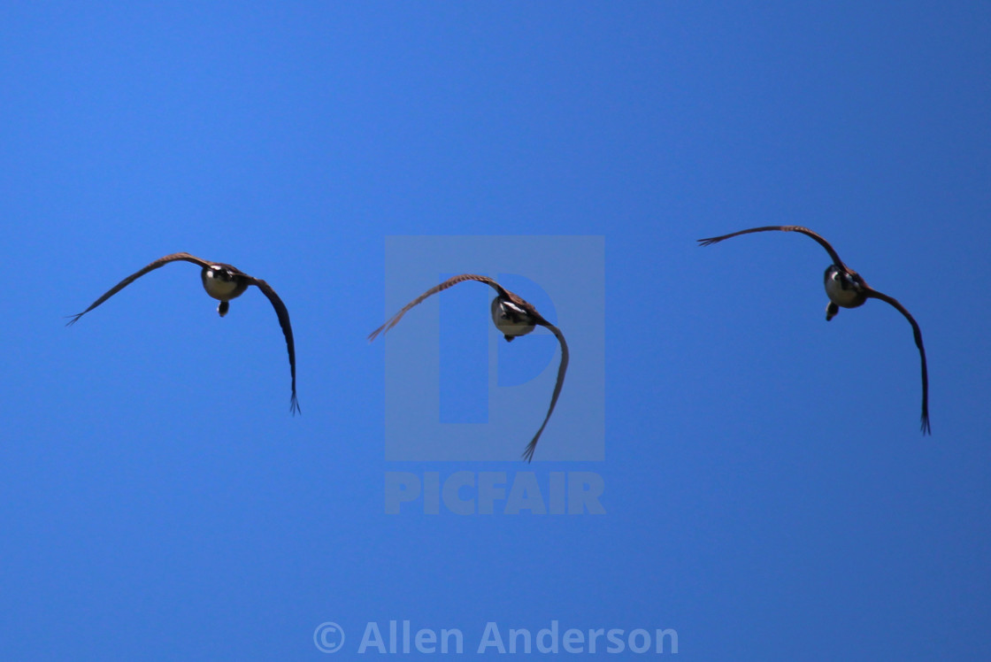 "Three Geese" stock image