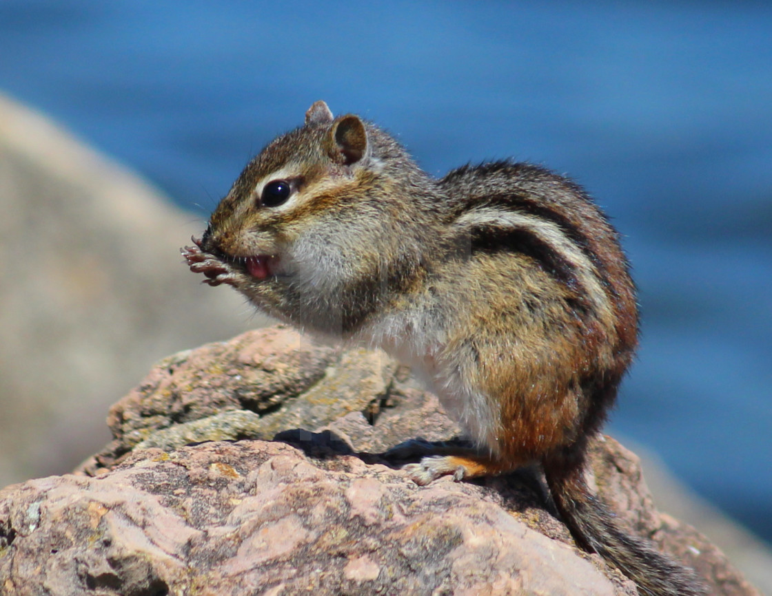 "Chipmunk" stock image