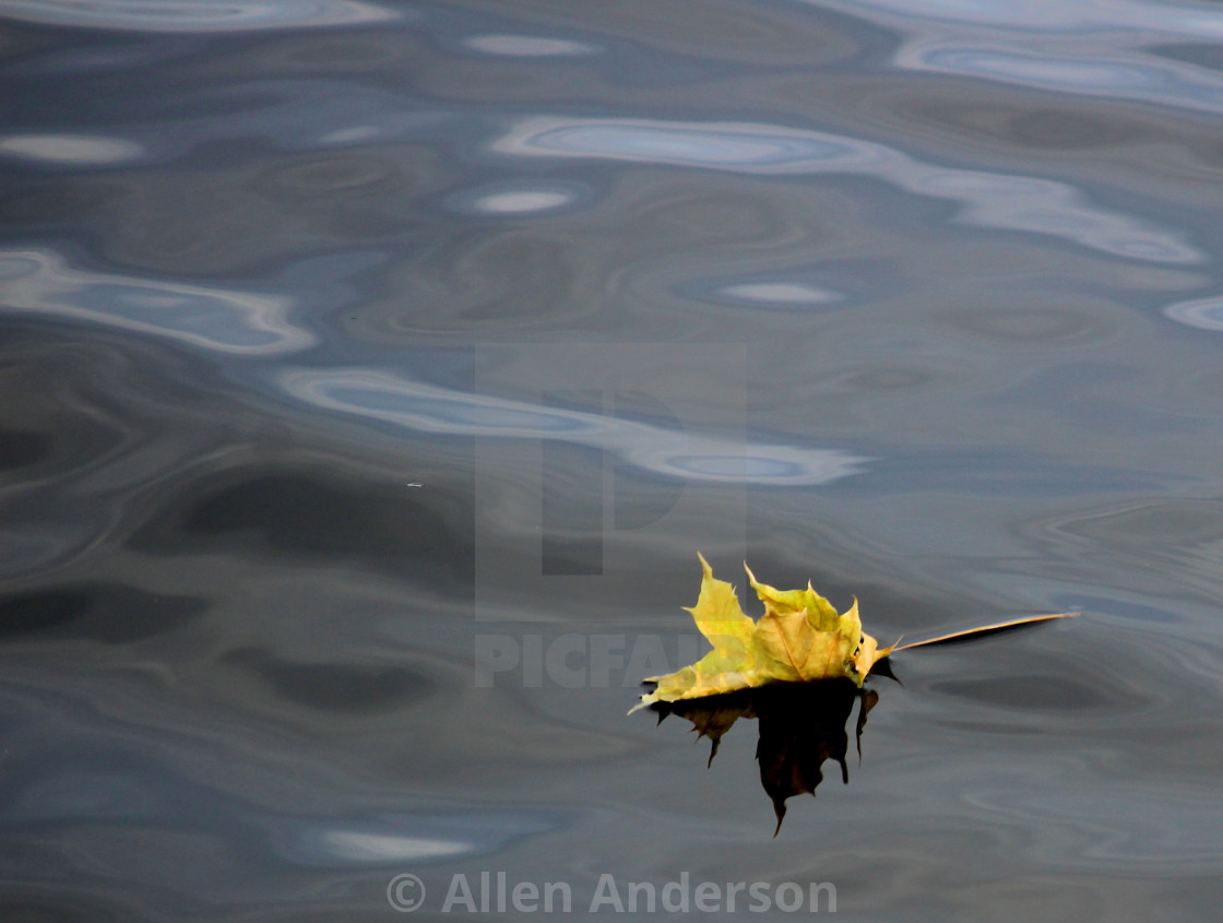 "Leaf" stock image