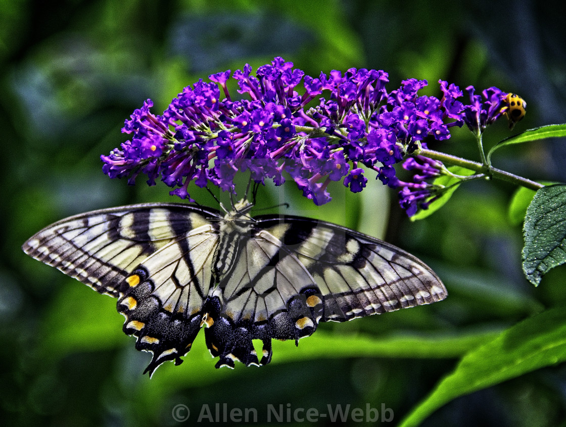 "Butterfly Bush Attraction" stock image