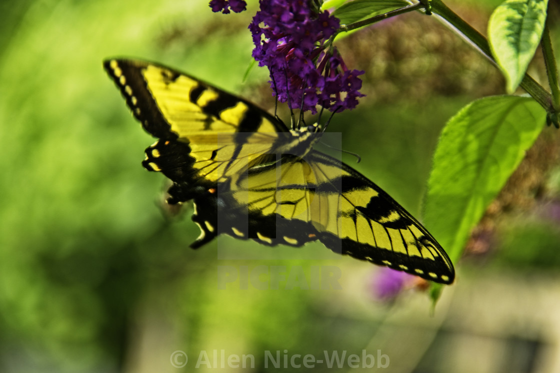 "Butterfly Delight" stock image