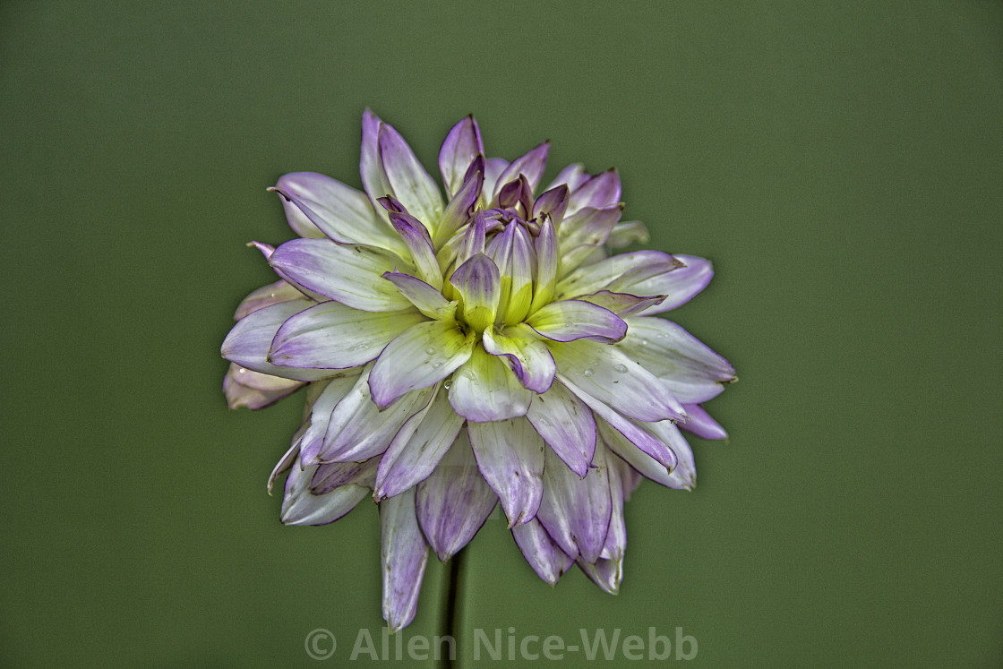 "Dahlia Delight" stock image