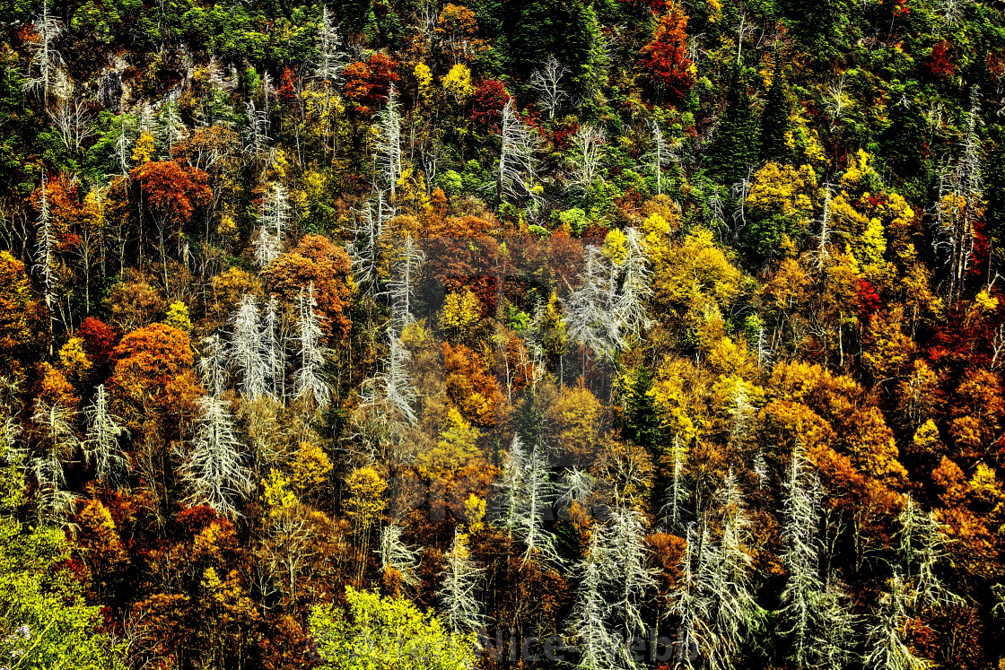 "Autumn Diversity" stock image