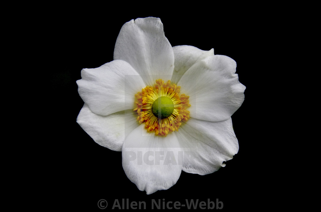 "Japanese Anemone" stock image