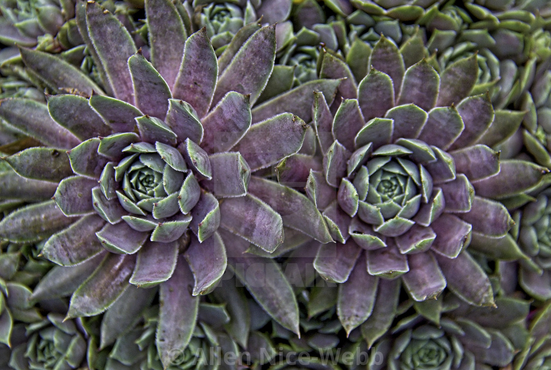 "Hen and Chicks" stock image