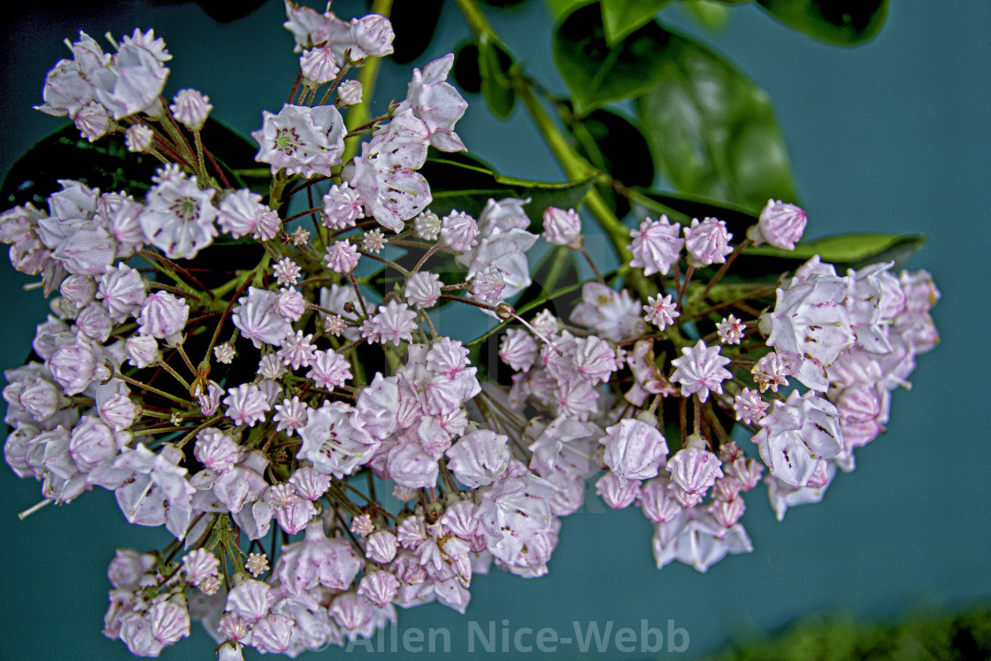 "Mountain Laurel Display" stock image