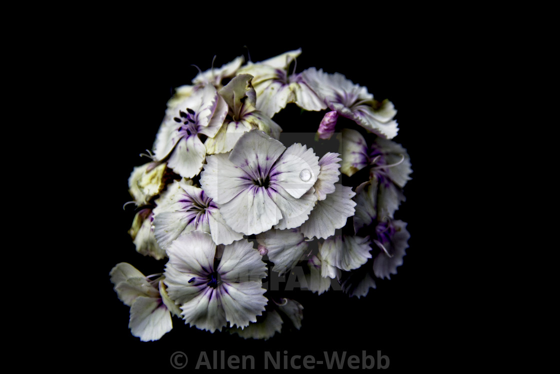 "Sweet William Surprise" stock image