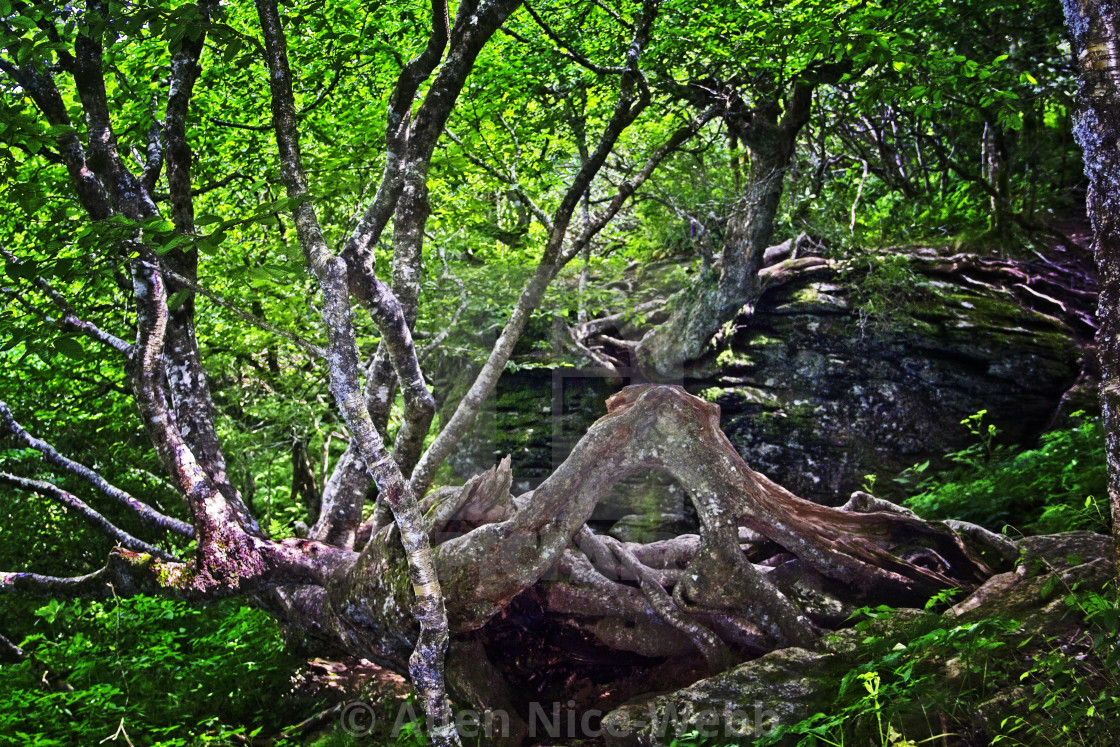 "The Tree Place" stock image