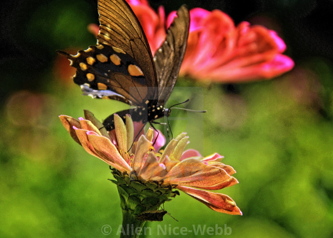 "Zinnia Visits" stock image