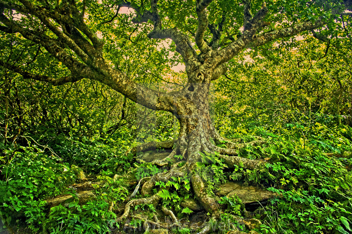 "The Tree" by Allen Nice-Webb - $19.67 "The Tree" stock image