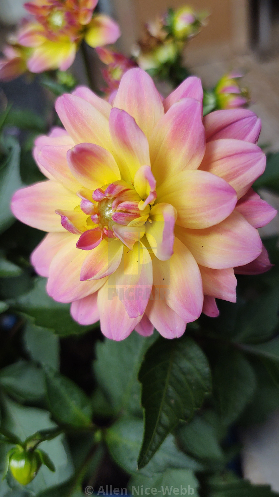 "Dahlia Delight" stock image