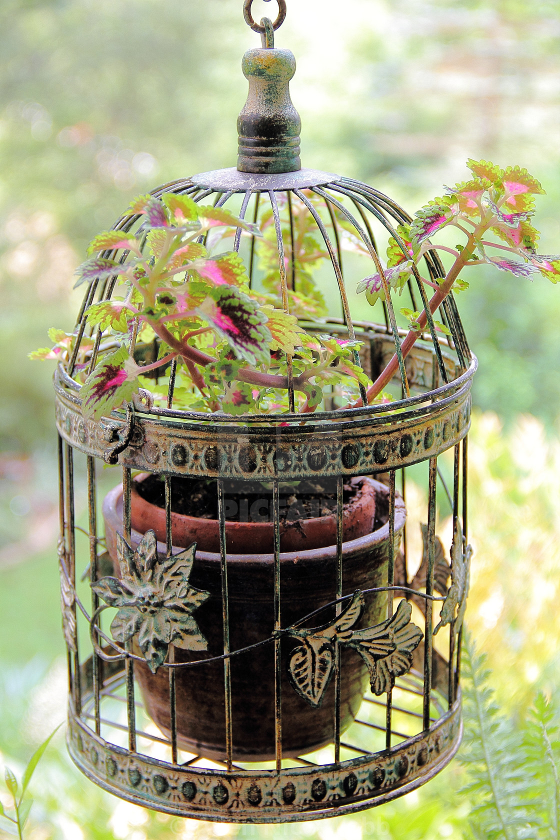 "Caged Coleus" stock image