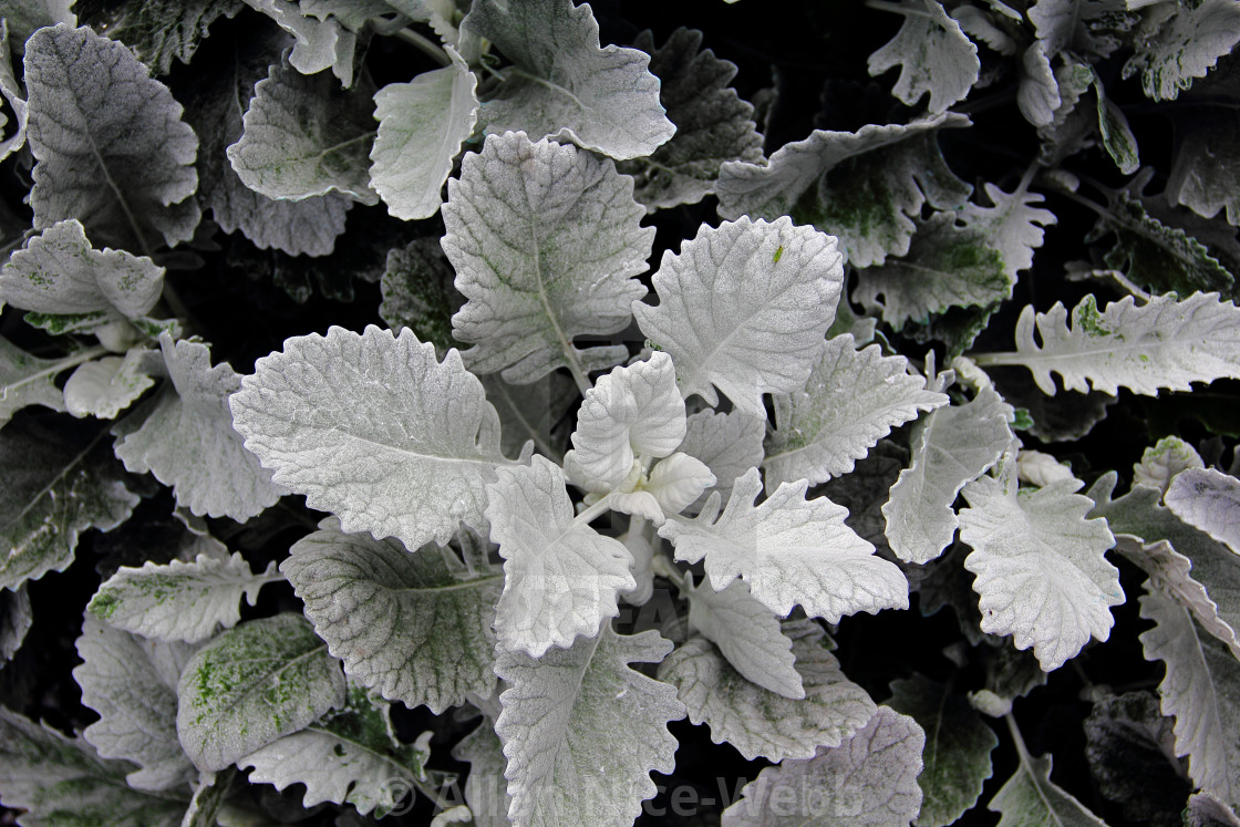 "Dusty Miller" stock image