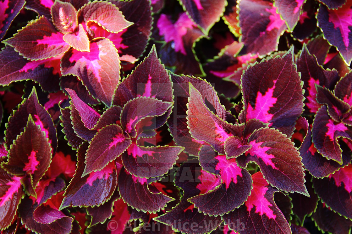 "Intricate Coleus" stock image