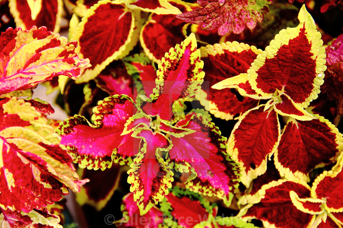 "Variegated Coleus" stock image