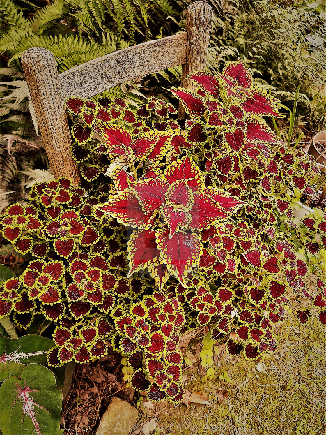 "Coleus Chair" stock image