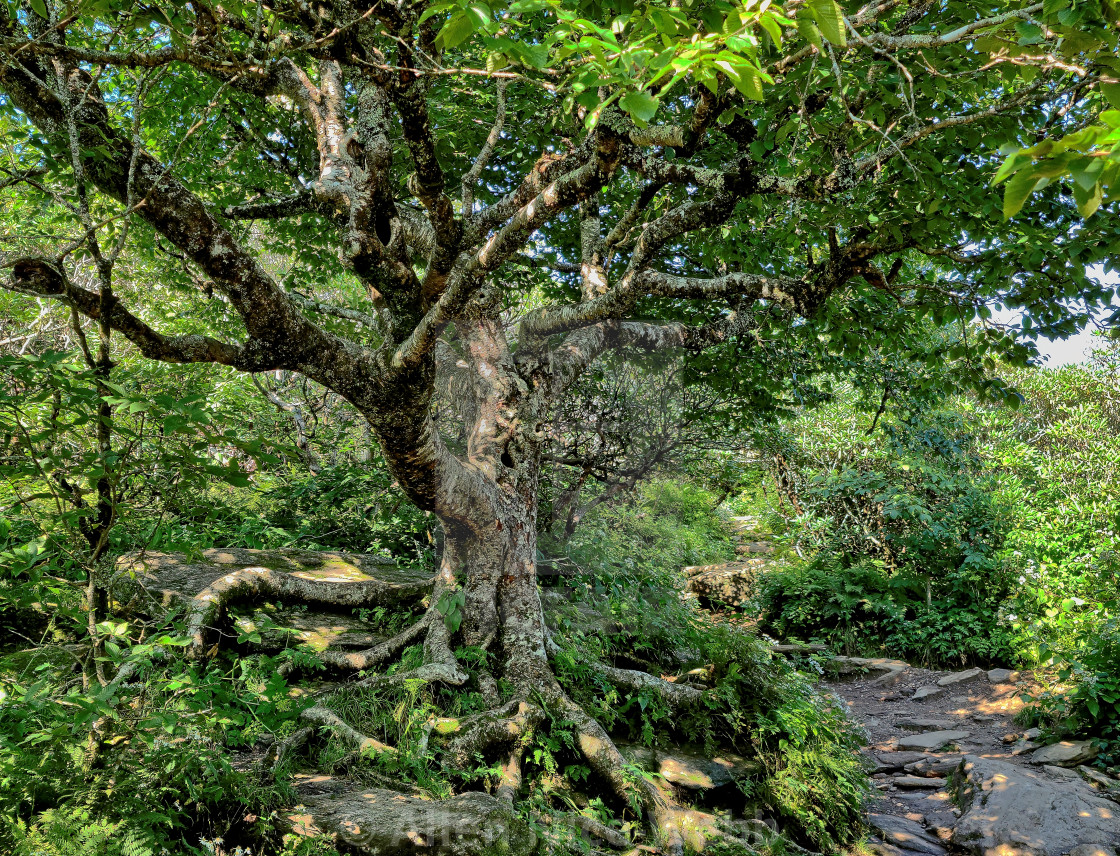 "Tree of Wonder" stock image