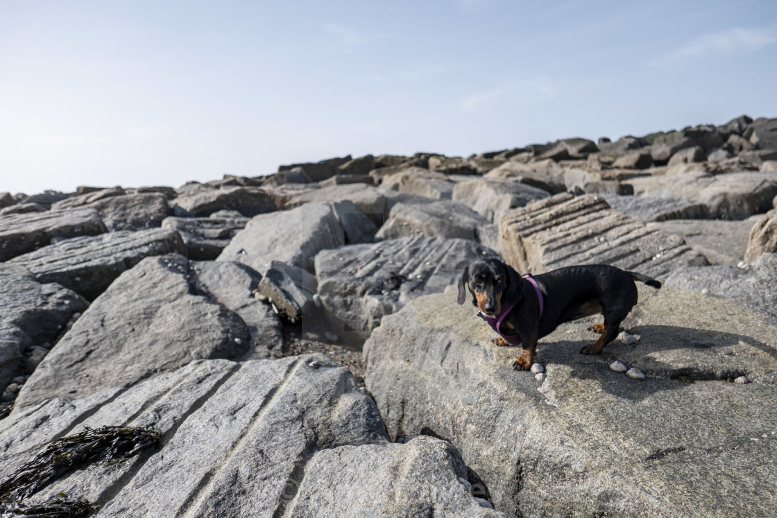 "Dachshund at Tywyn Beach, Snowdonia" stock image