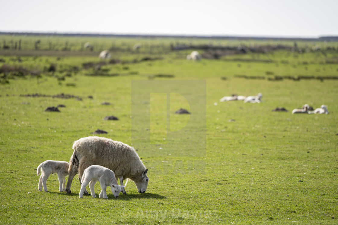 "Sheep and Lambs, Snowdonia" stock image