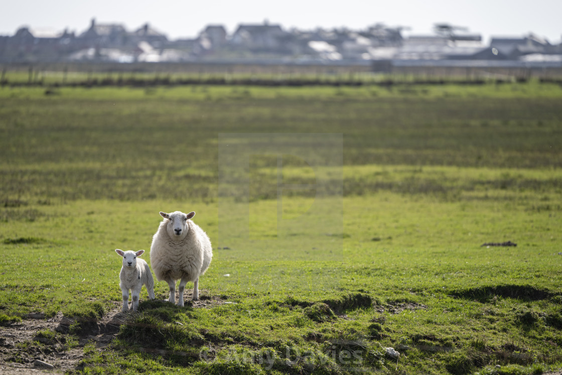 "Sheep and Lamb, Snowdonia" stock image