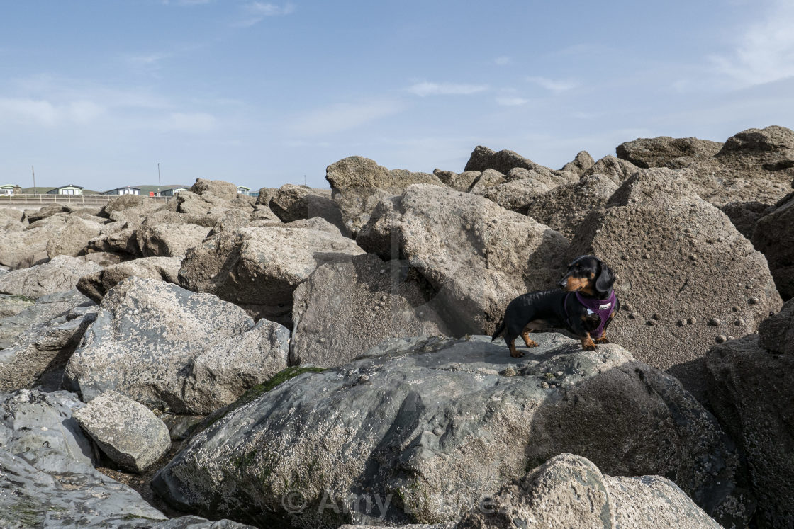 "Dachshund on the Rocks" stock image