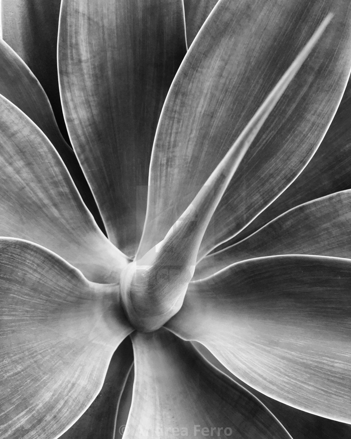 "Agave plant, California" stock image