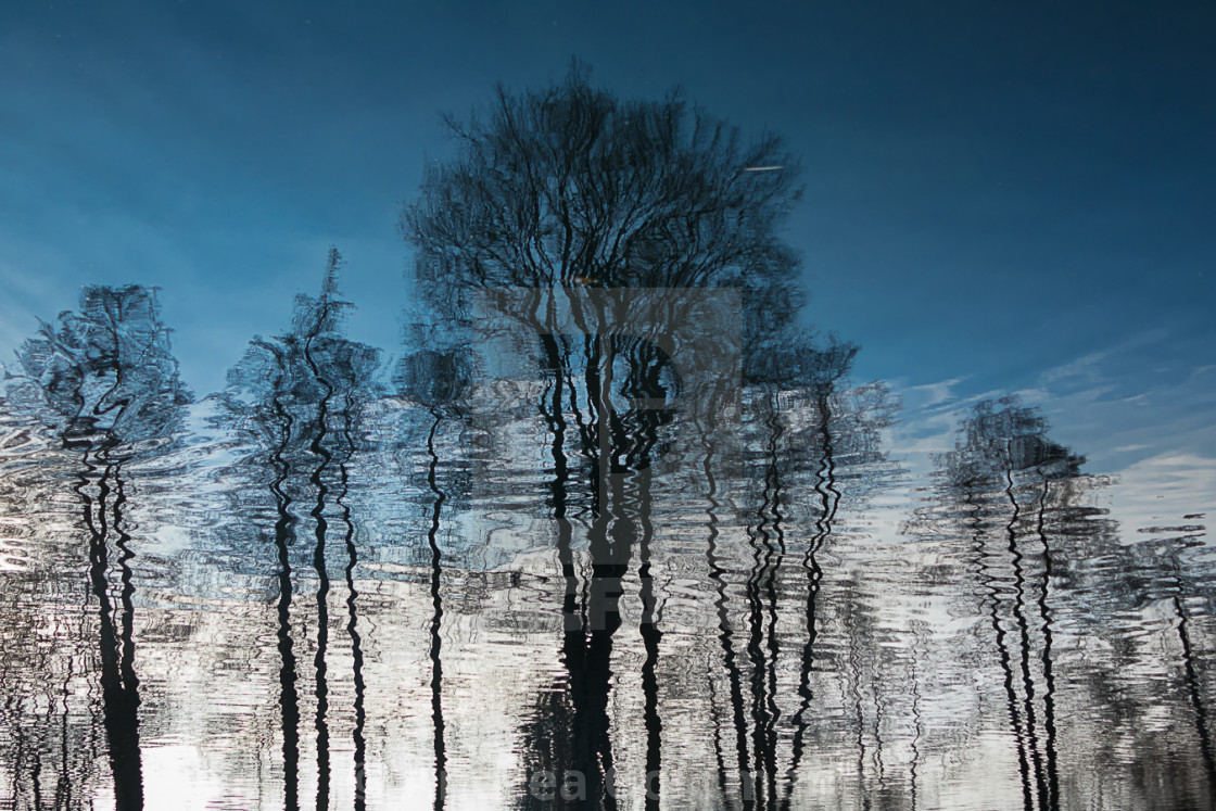 "water trees" by Andrea Goldmann - $15.32 "water trees" stock image